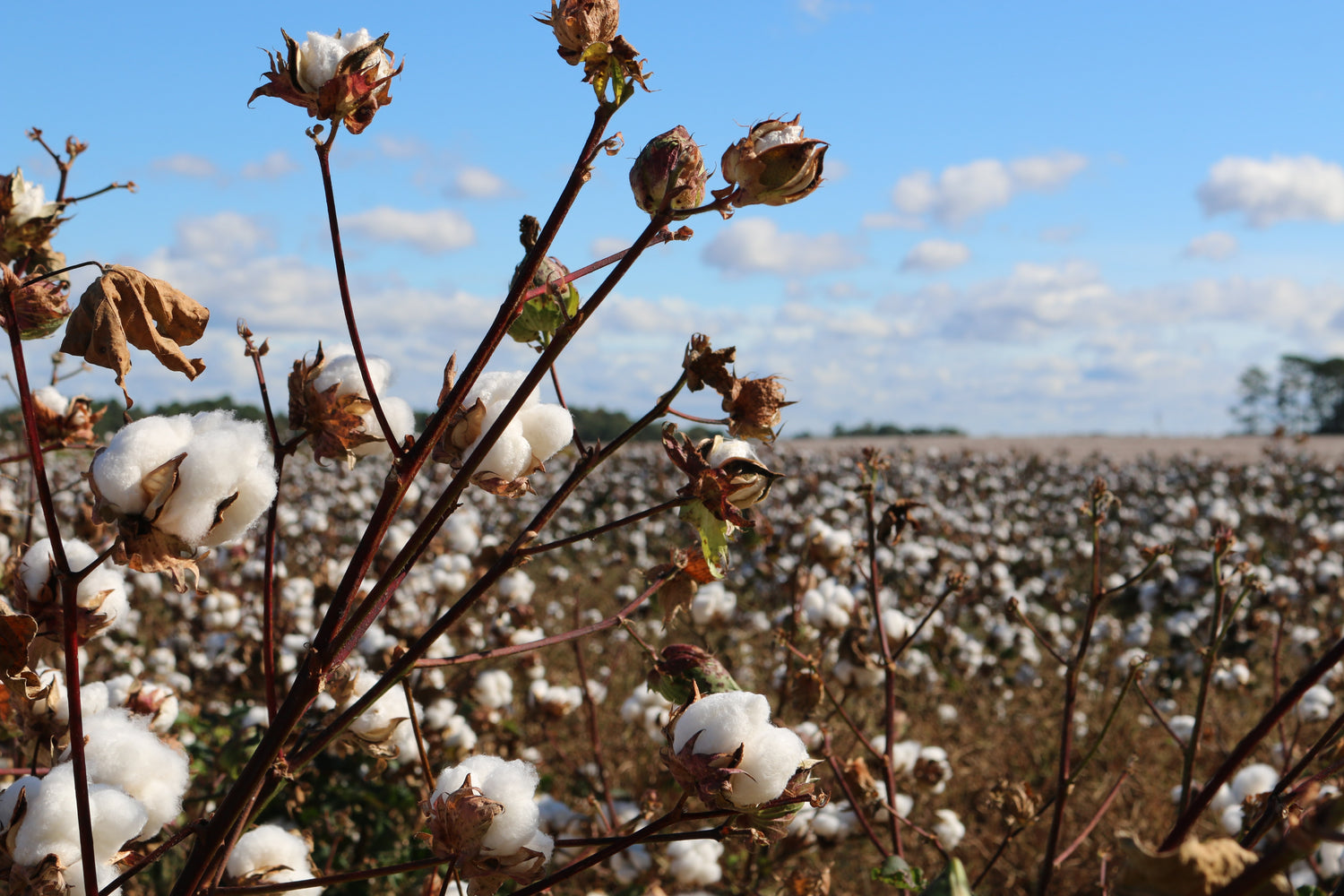 Fabric Favorites: Natural Fibers & Why We Love Them
